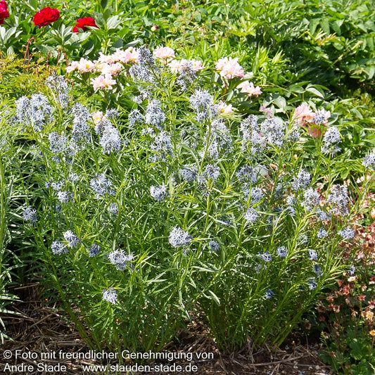 Röhrenstern (Amsonia hubrichtii)