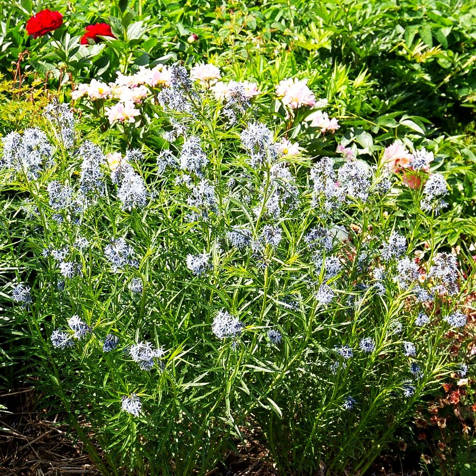 Röhrenstern (Amsonia hubrichtii)