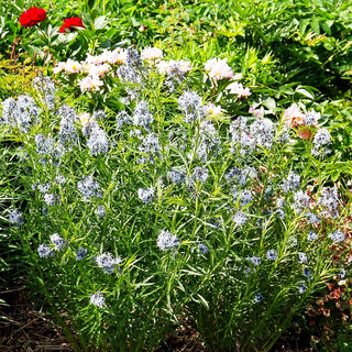 Röhrenstern (Amsonia hubrichtii)