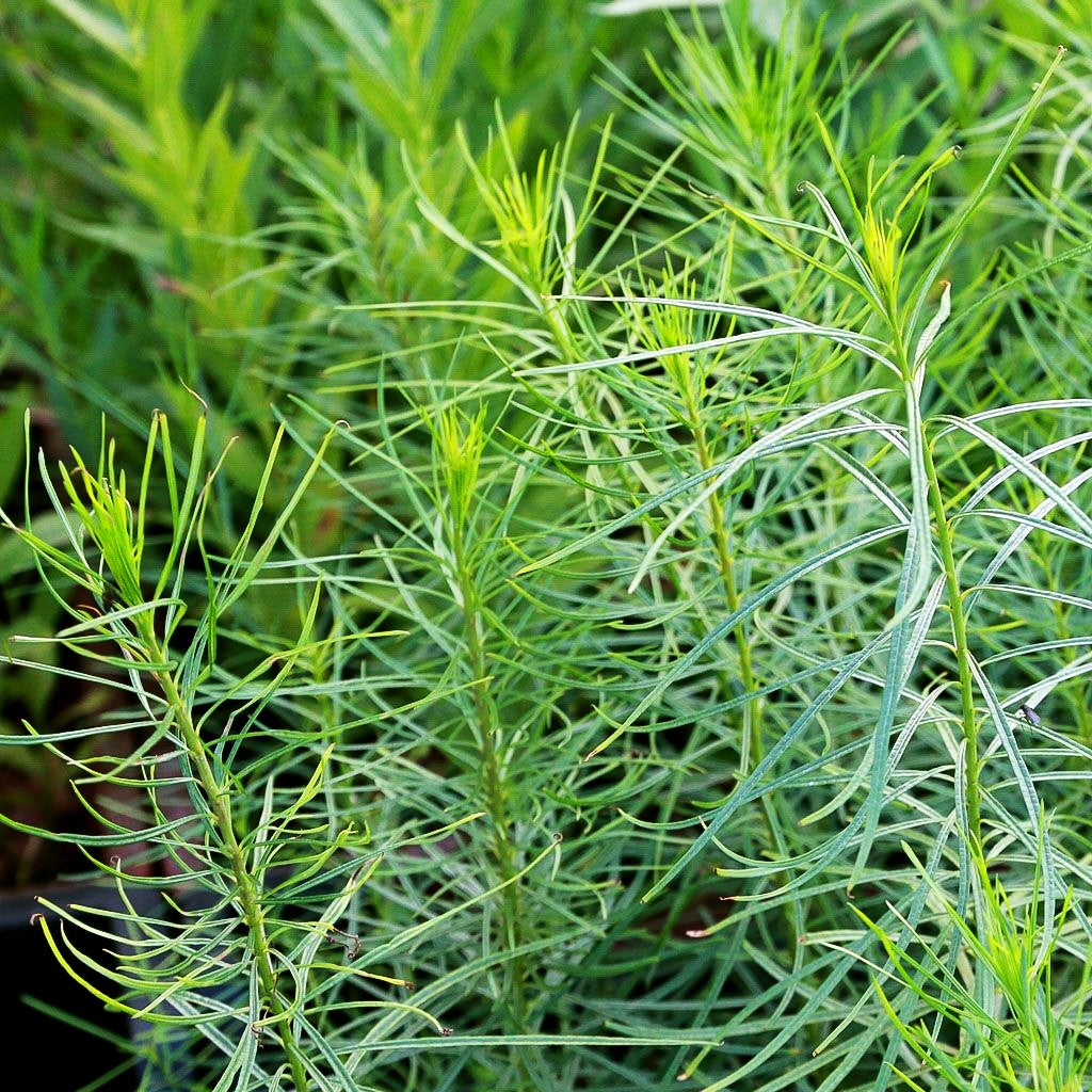 Röhrenstern (Amsonia hubrichtii)