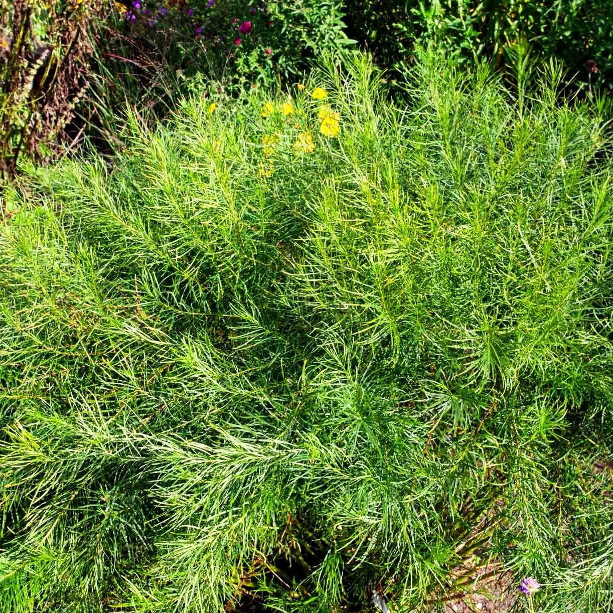 Röhrenstern (Amsonia hubrichtii)