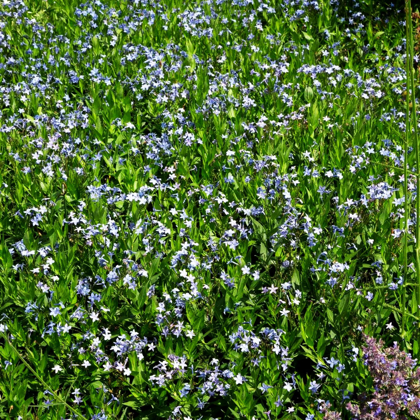 Röhrenstern (Amsonia hubrichtii)