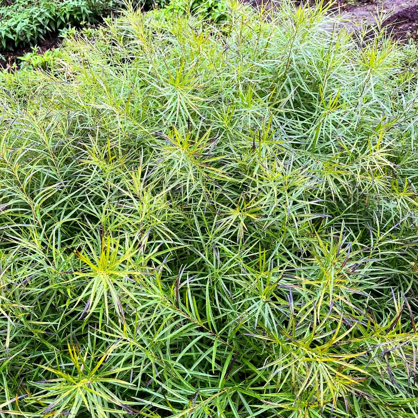 Röhrenstern 'Ernst Pagels' (Amsonia x cult.)