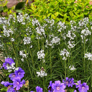 Röhrenstern 'Halfway to Arkansas' (Amsonia x cult.)