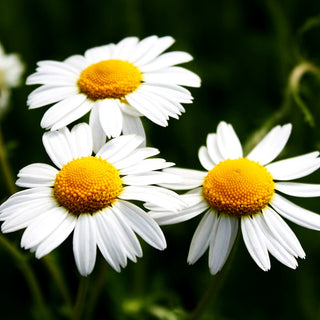 Römische Scheinkamille (Chamaemelum nobile)