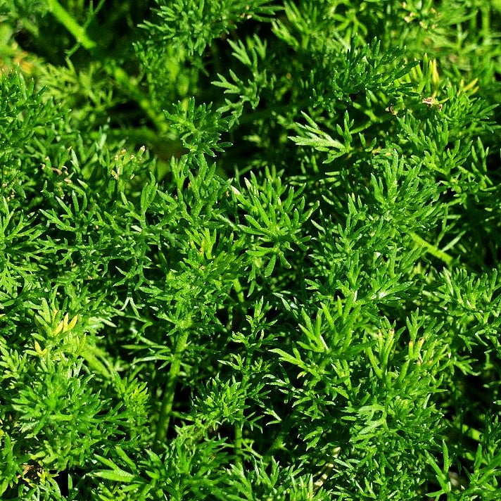 Römische Scheinkamille (Chamaemelum nobile)
