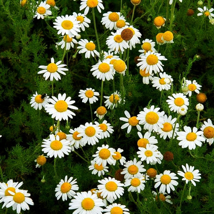 Römische Scheinkamille (Chamaemelum nobile)