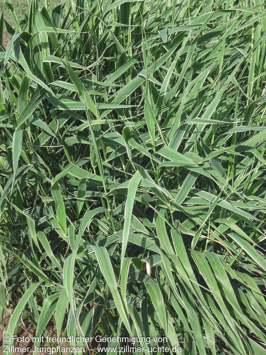 Rohr-Glanzgras 'Picta' (Phalaris arundinacea)