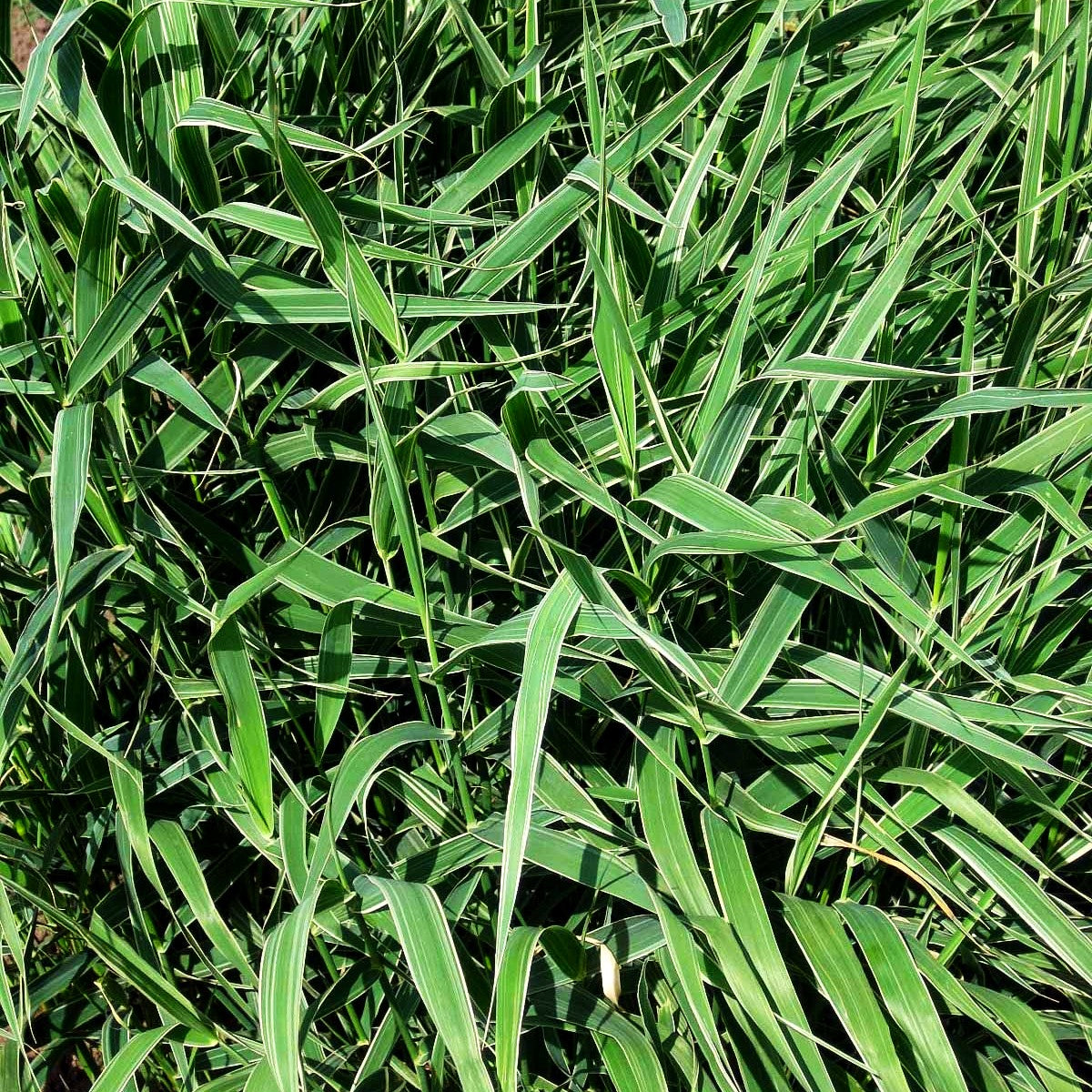 Rohr-Glanzgras 'Picta' (Phalaris arundinacea)