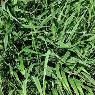 Rohr-Glanzgras 'Picta' (Phalaris arundinacea)