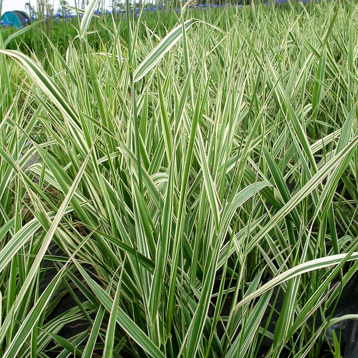 Rohr-Glanzgras 'Picta' (Phalaris arundinacea)