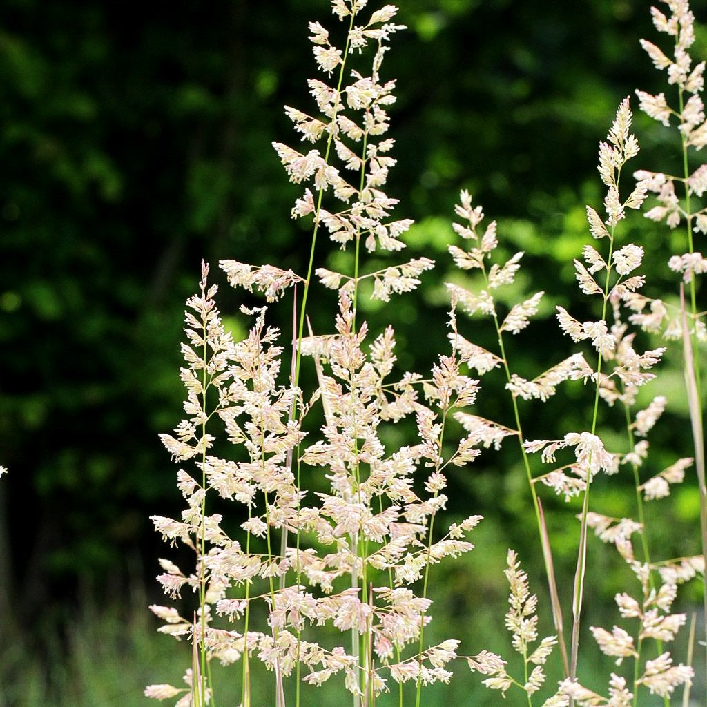 Rohr-Glanzgras 'Picta' (Phalaris arundinacea)