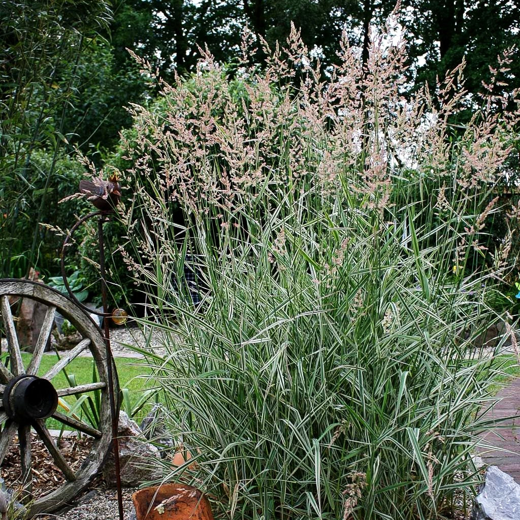 Rohr-Glanzgras 'Picta' (Phalaris arundinacea)