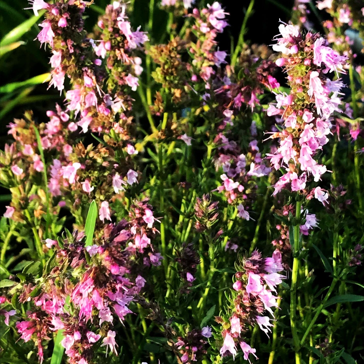 Rosa Apotheker-Ysop 'Roseus' (Hyssopus officinalis)