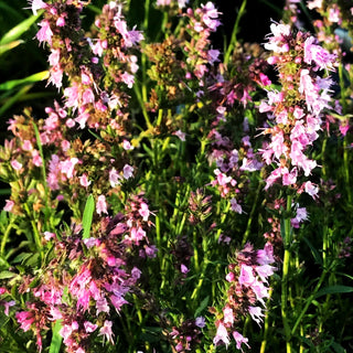 Rosa Apotheker-Ysop 'Roseus' (Hyssopus officinalis)
