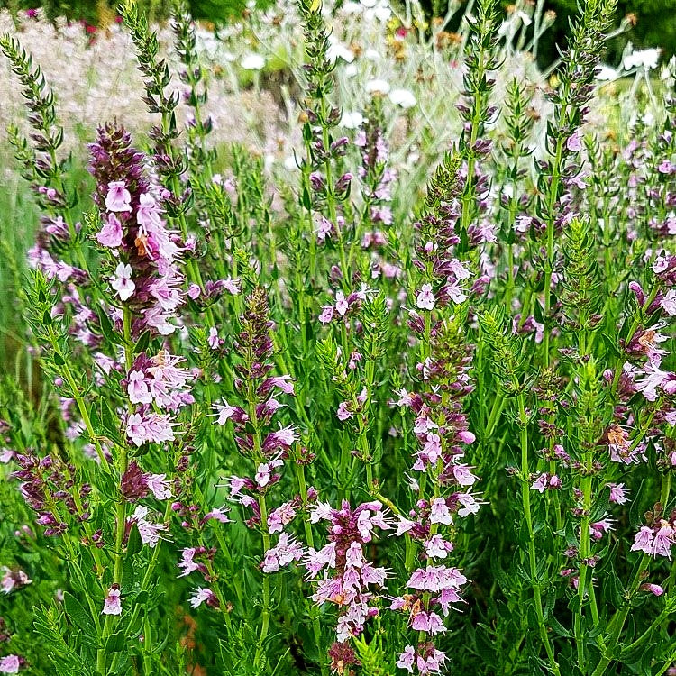 Rosa Apotheker-Ysop 'Roseus' (Hyssopus officinalis)
