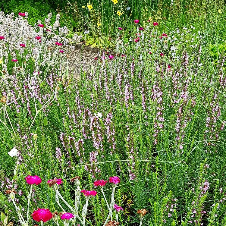 Rosa Apotheker-Ysop 'Roseus' (Hyssopus officinalis)