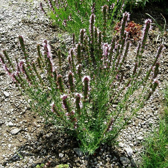 Rosa Apotheker-Ysop 'Roseus' (Hyssopus officinalis)