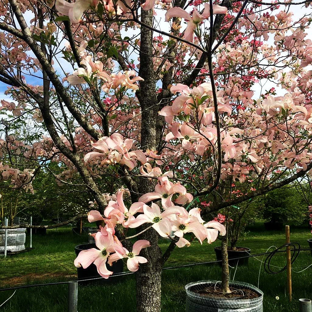 Rosa Blumen-Hartriegel 'Luminous Pink' (Cornus florida)