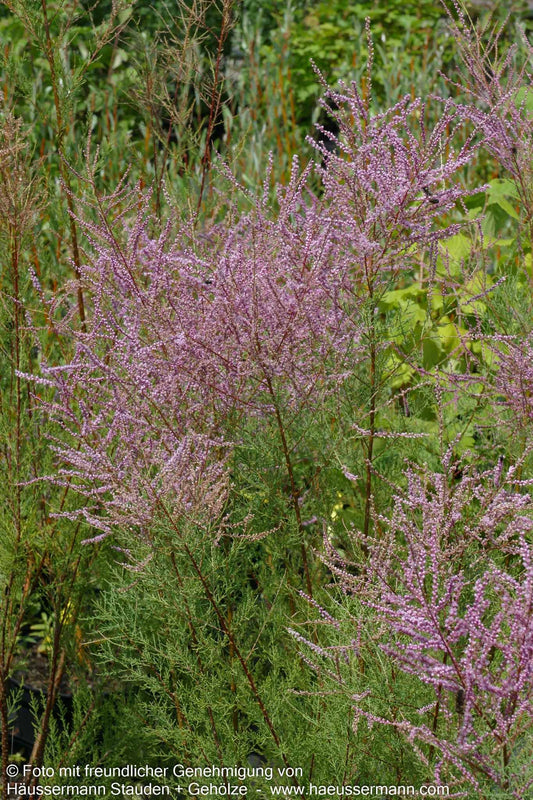 Rosa Frühlings-Tamariske (Tamarix parviflora)