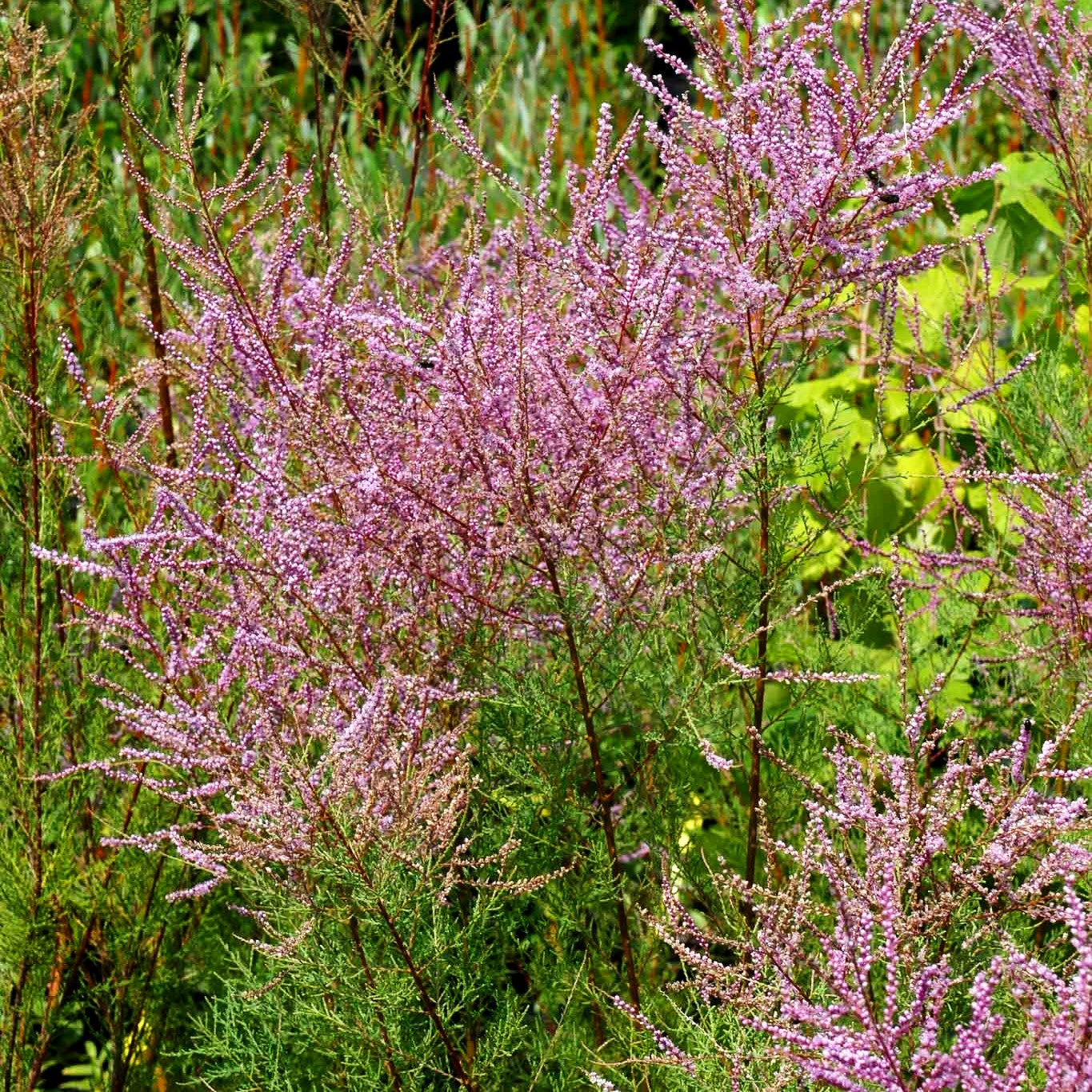 Rosa Frühlings-Tamariske (Tamarix parviflora)