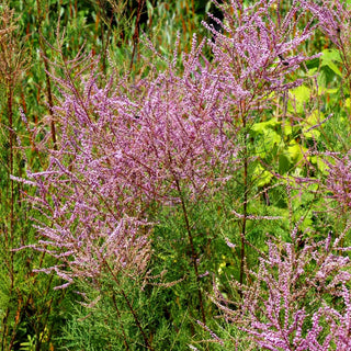Rosa Frühlings-Tamariske (Tamarix parviflora)