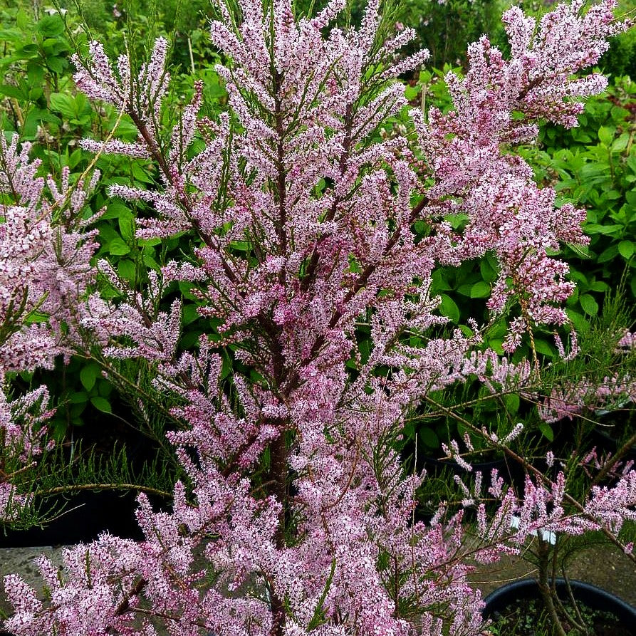 Rosa Frühlings-Tamariske (Tamarix parviflora)