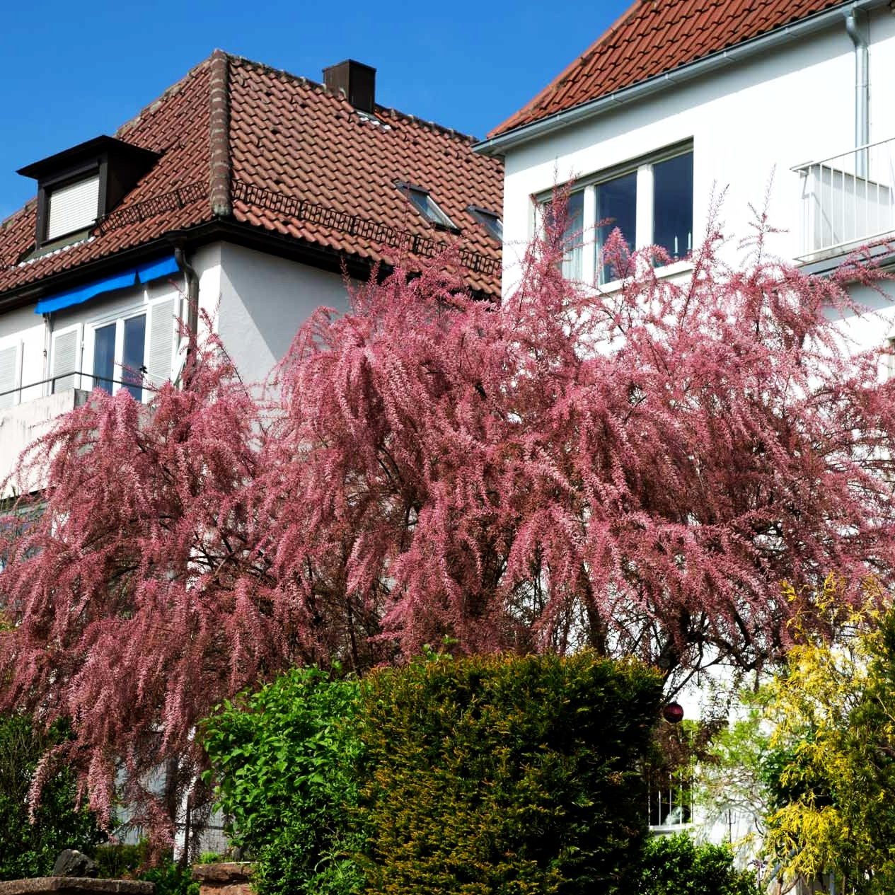 Rosa Frühlings-Tamariske (Tamarix parviflora)