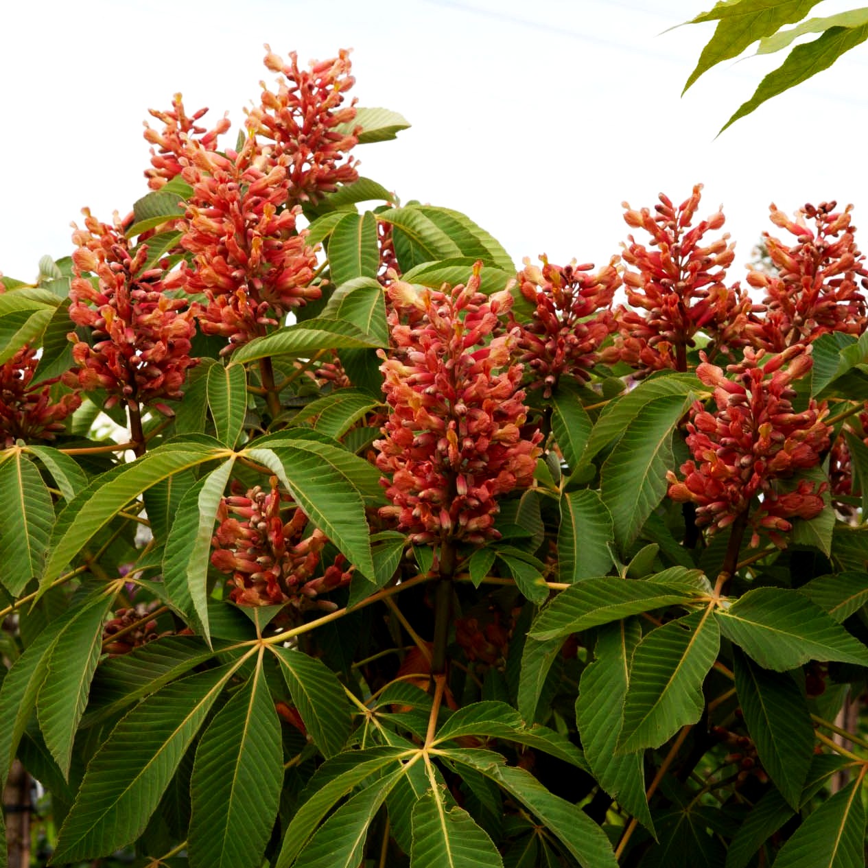 Rosa Pavie 'Rosea Nana' (Aesculus pavia)