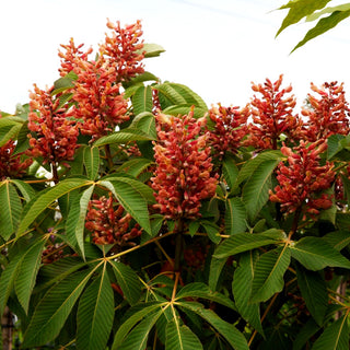 Rosa Pavie 'Rosea Nana' (Aesculus pavia)