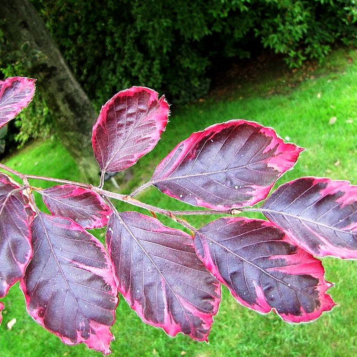 Rosa-rotblättrige Buche 'Tricolor' (Fagus sylvatica)