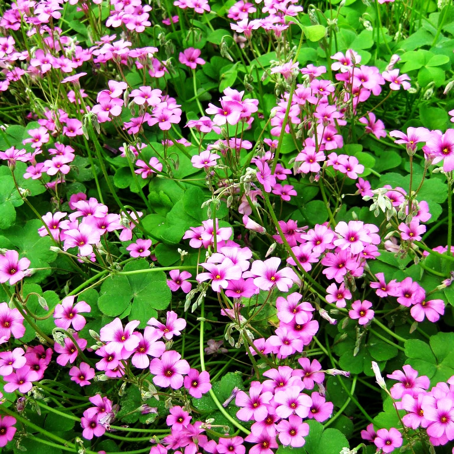 Rosa Sauerklee (Oxalis articulata var.rubra)