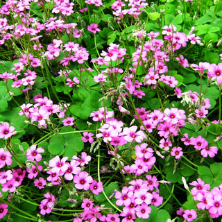Rosa Sauerklee (Oxalis articulata var.rubra)