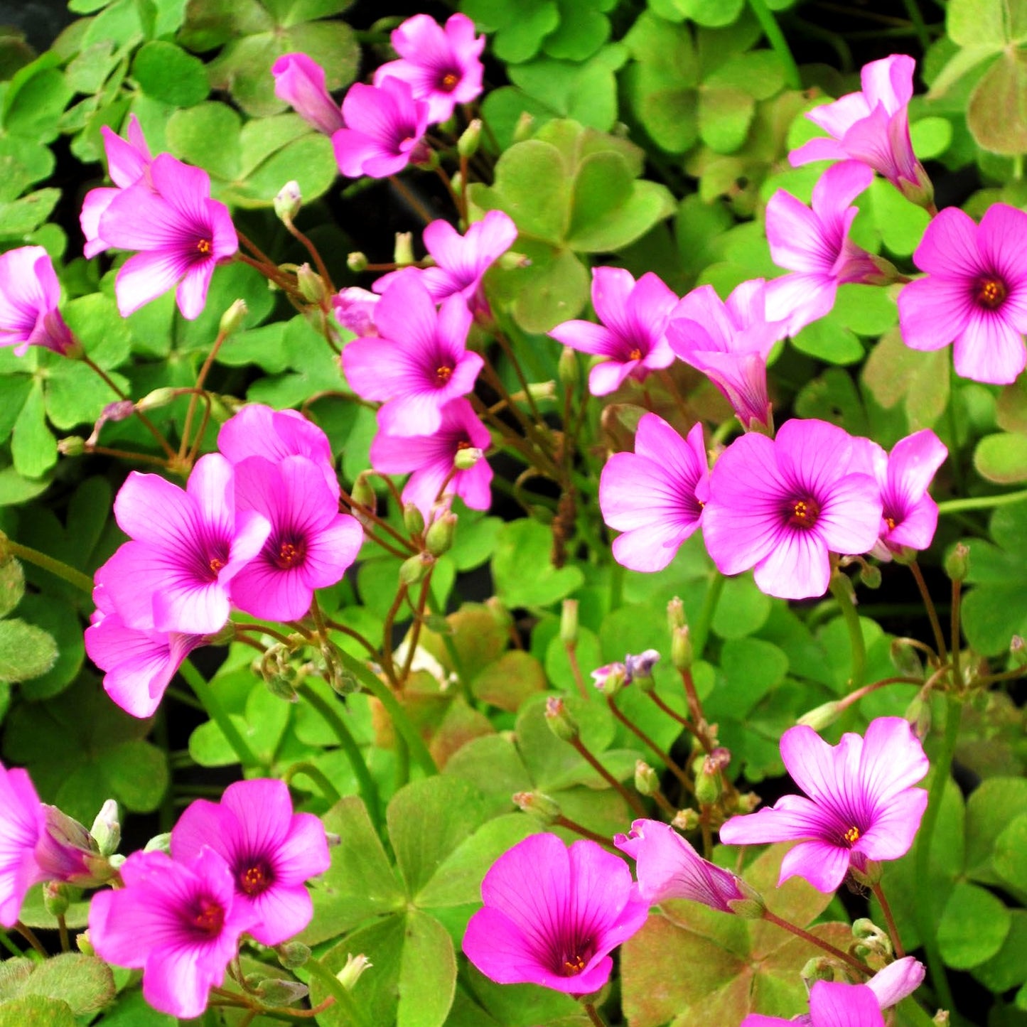 Rosa Sauerklee (Oxalis articulata var.rubra)