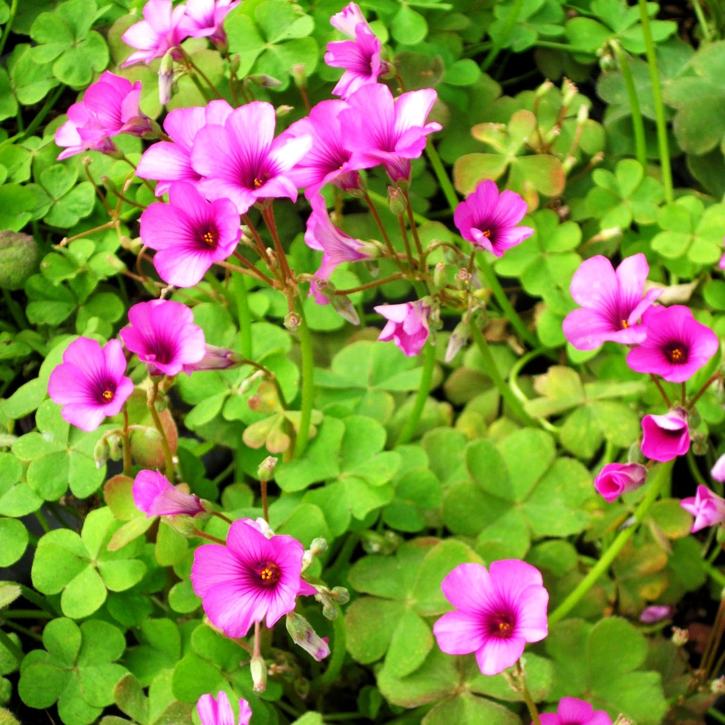 Rosa Sauerklee (Oxalis articulata var.rubra)