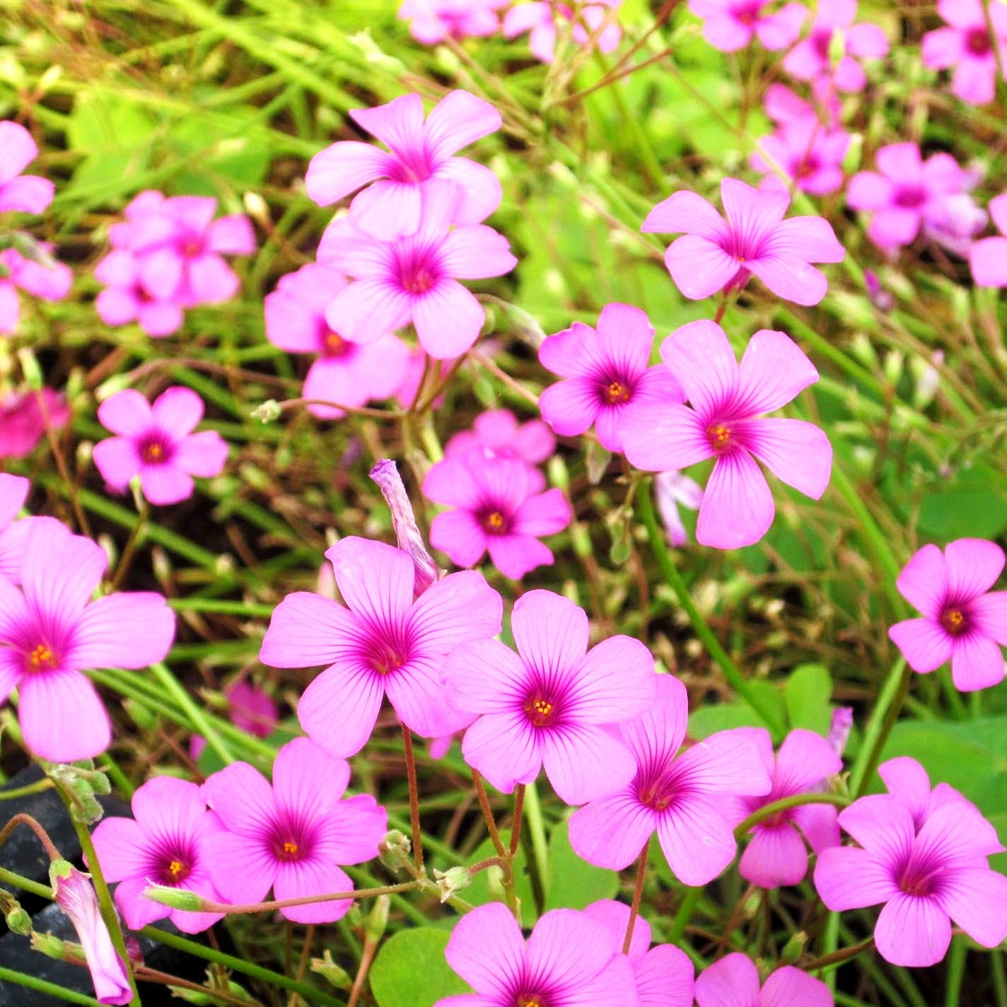 Rosa Sauerklee (Oxalis articulata var.rubra)