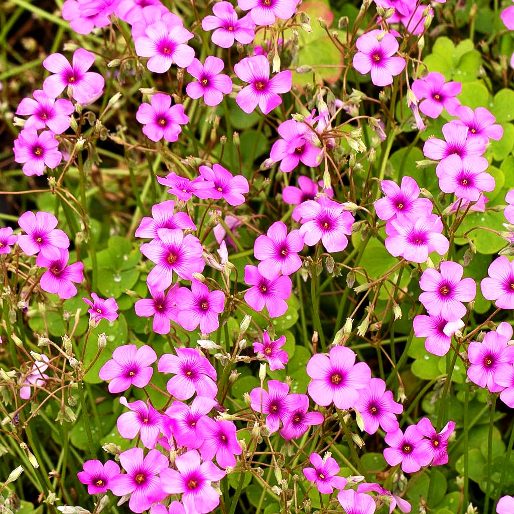 Rosa Sauerklee (Oxalis articulata var.rubra)