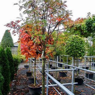 Rosa Strauch-Eberesche (Sorbus vilmorinii)