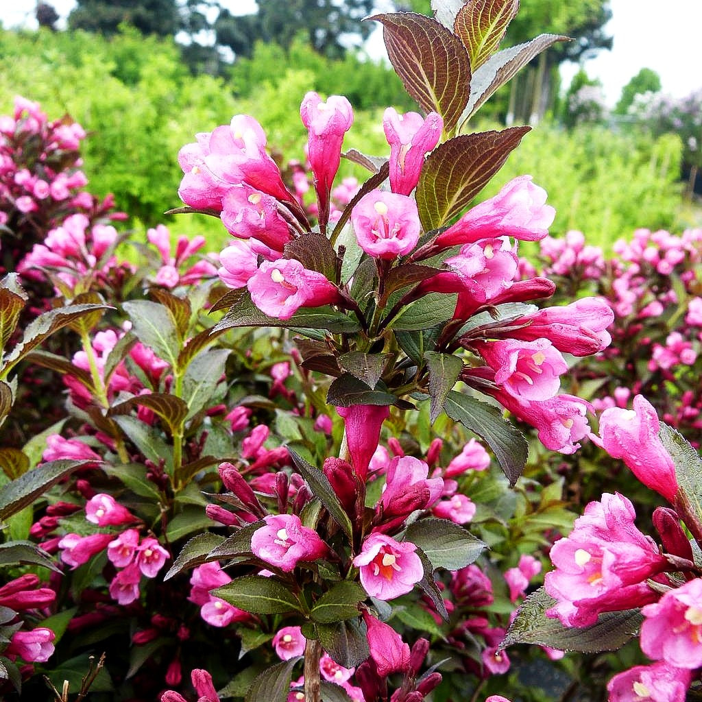 Rosa Zwerg-Weigelie 'Purpurea' (Weigela florida)