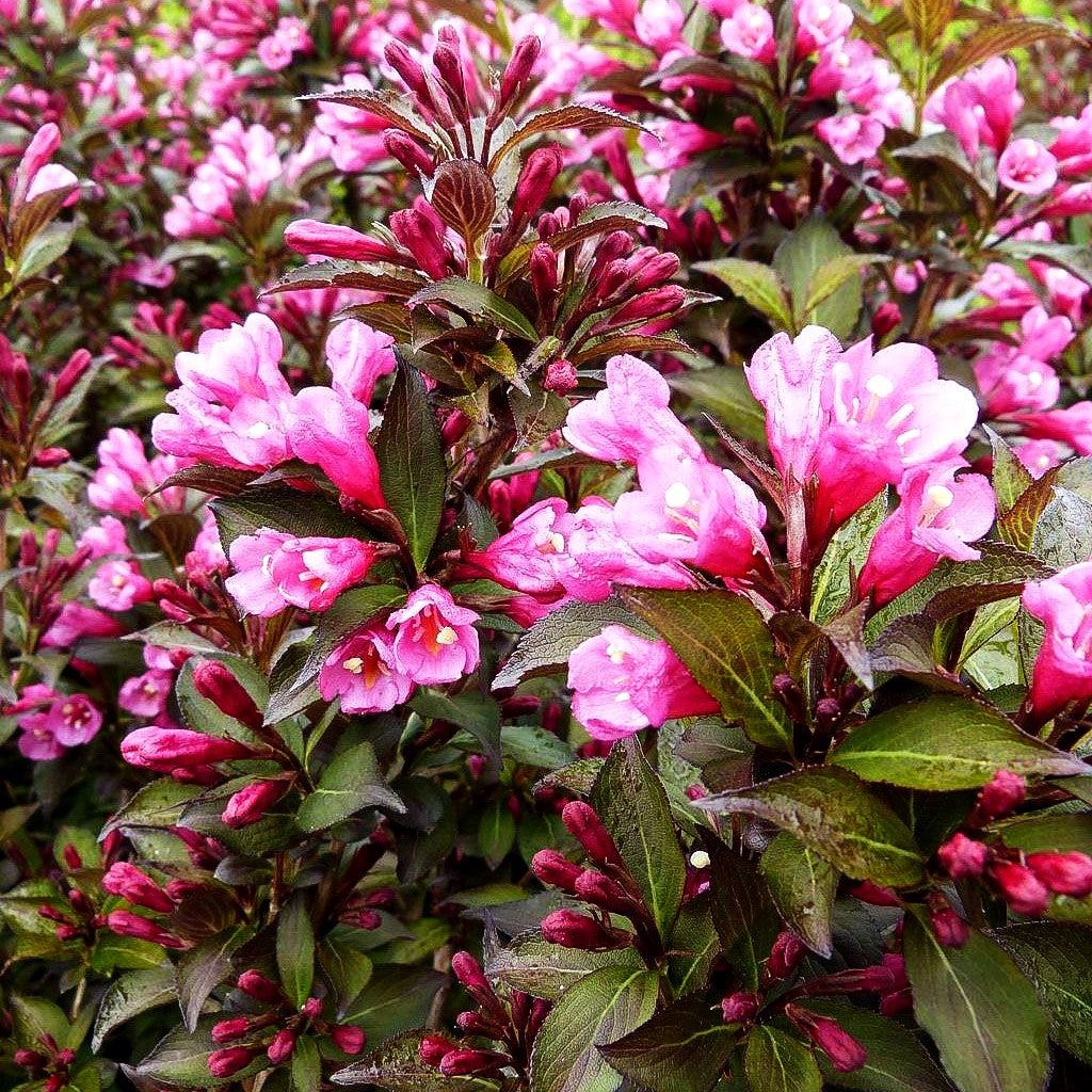 Rosa Zwerg-Weigelie 'Purpurea' (Weigela florida)