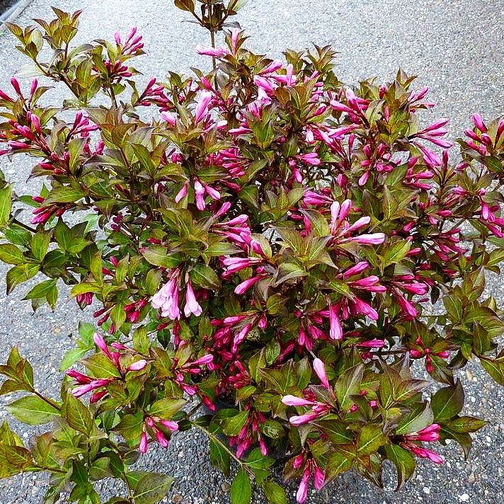 Rosa Zwerg-Weigelie 'Purpurea' (Weigela florida)