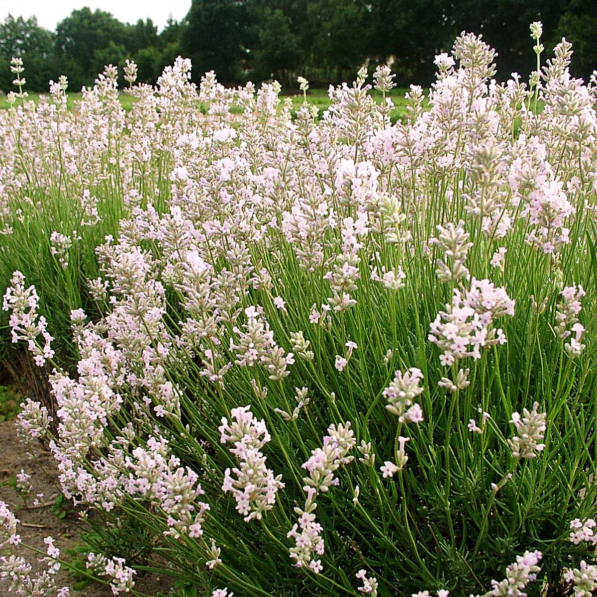 Rosablühender Lavendel 'Hidcote Pink' (Lavandula angustifolia)