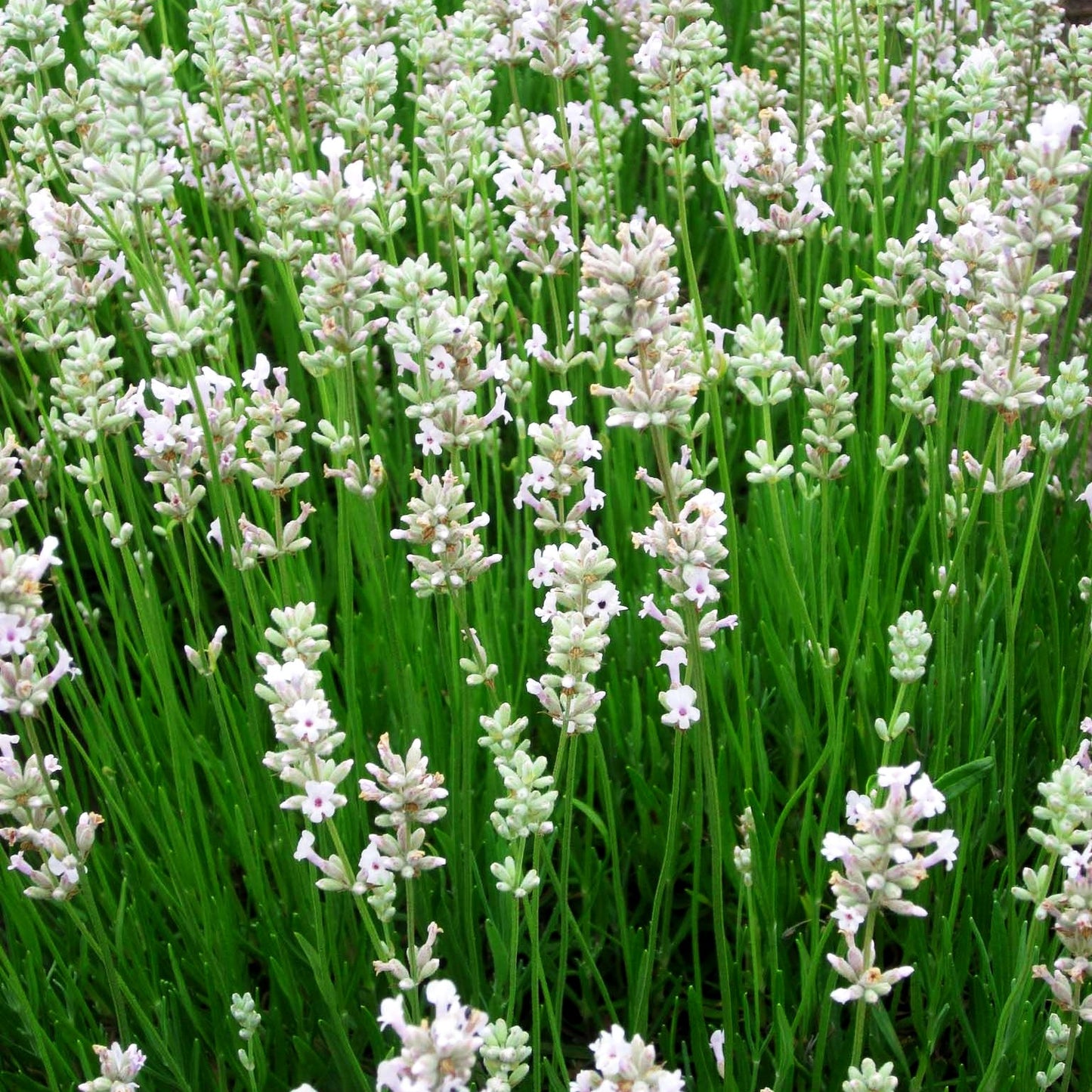 Rosablühender Lavendel 'Hidcote Pink' (Lavandula angustifolia)