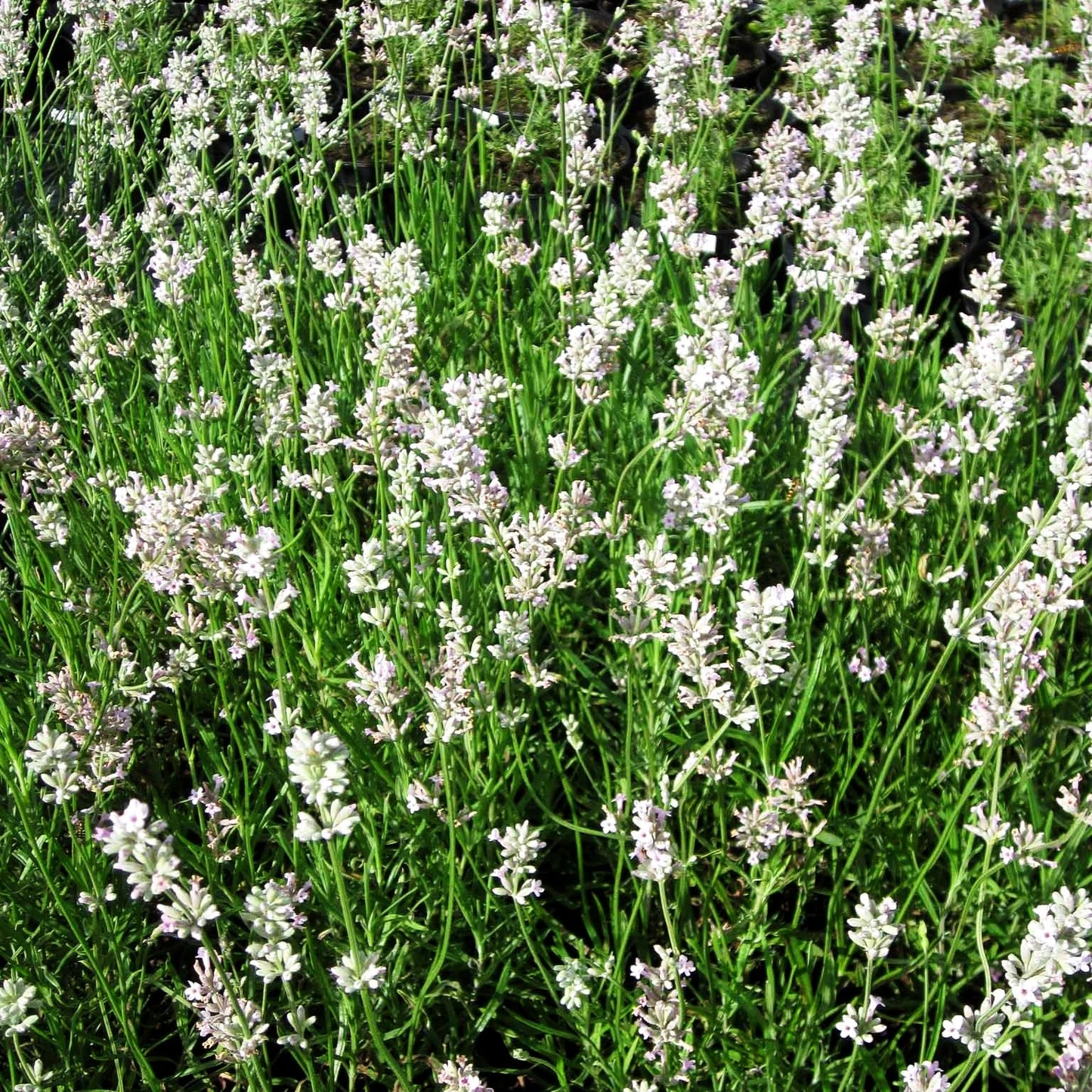 Rosablühender Lavendel 'Hidcote Pink' (Lavandula angustifolia)