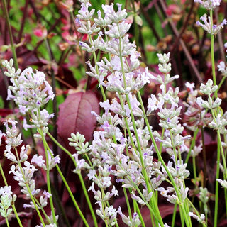 Rosablühender Lavendel 'Loddon Pink' (Lavandula angustifolia)