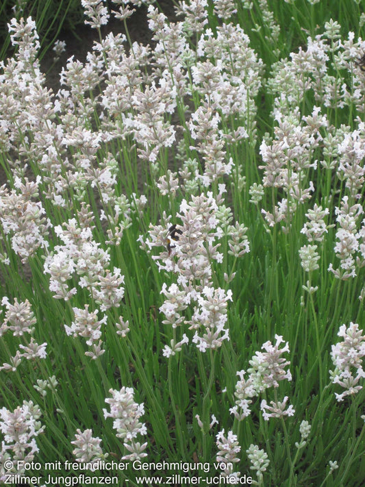 Rosablühender Lavendel 'Rosea' (Lavandula angustifolia)