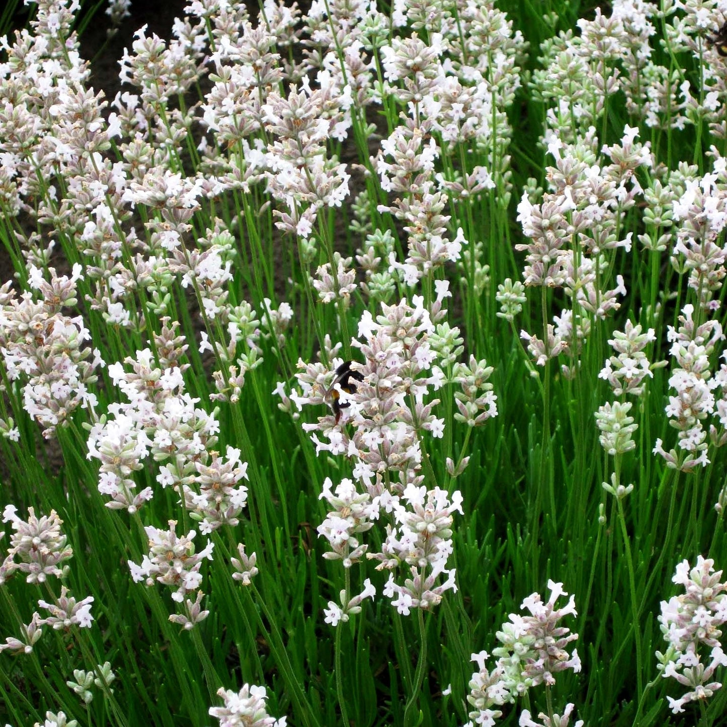 Rosablühender Lavendel 'Rosea' (Lavandula angustifolia)