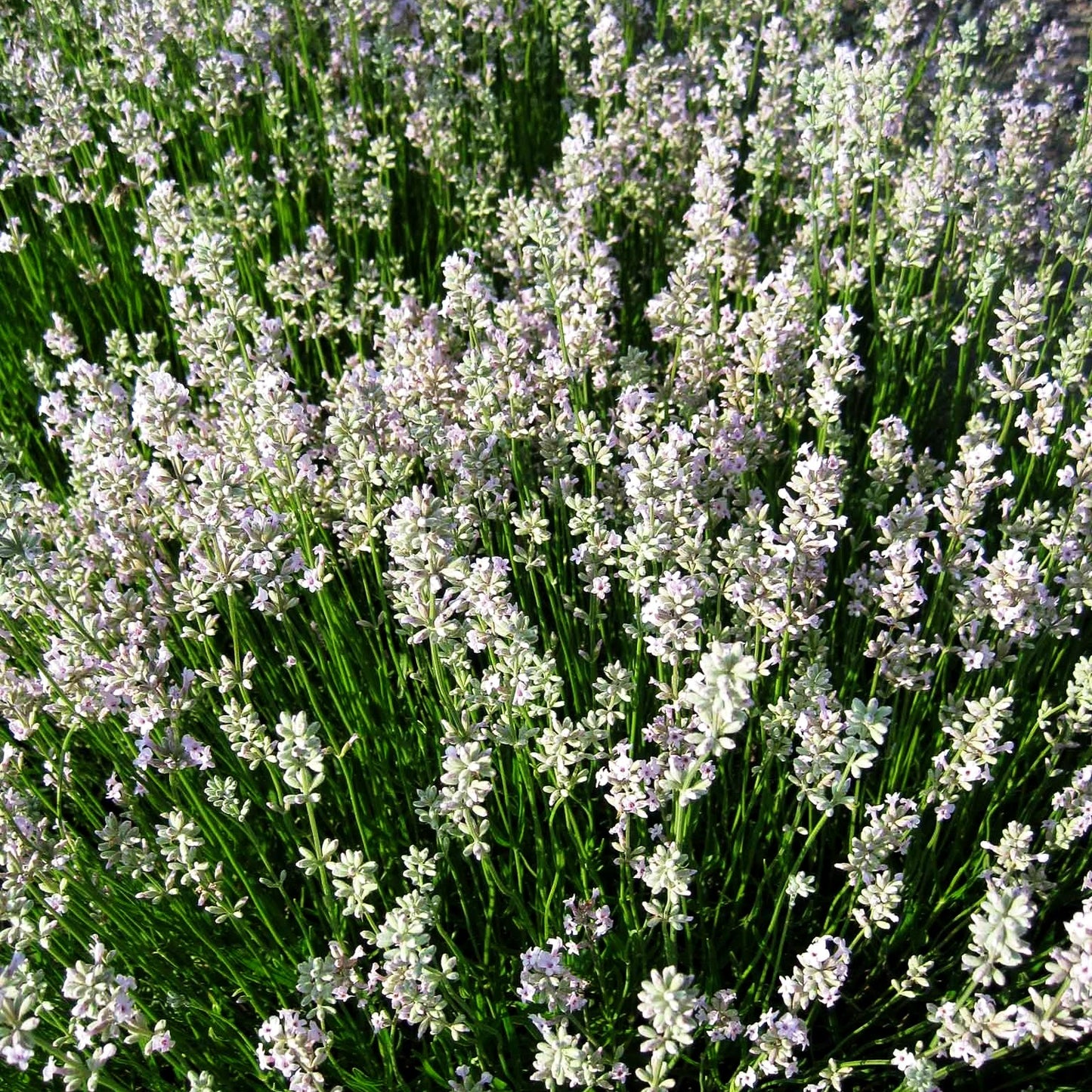 Rosablühender Lavendel 'Rosea' (Lavandula angustifolia)