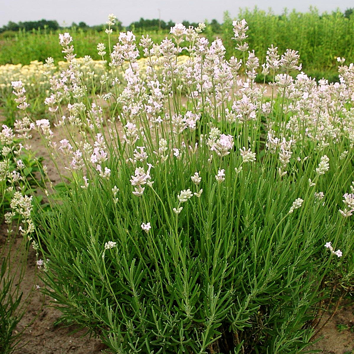 Rosablühender Lavendel 'Rosea' (Lavandula angustifolia)