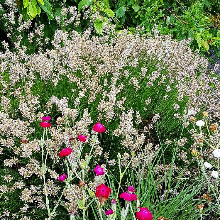 Rosablühender Lavendel 'Rosea' (Lavandula angustifolia)